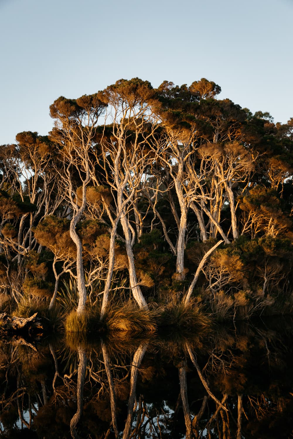 Tall trees next to a lake with their reflection 